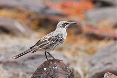 Española Mockingbird